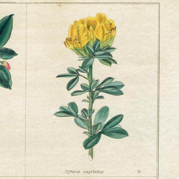 ★イギリス ボタニカルアート　② ☆イギリス ボタニカルアート ② イギリス製 ボタニカルアートフレーム